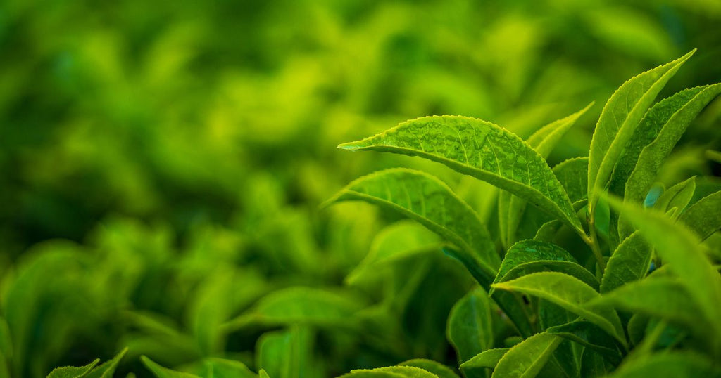 Come usare il tè verde per constrastare i brufoli