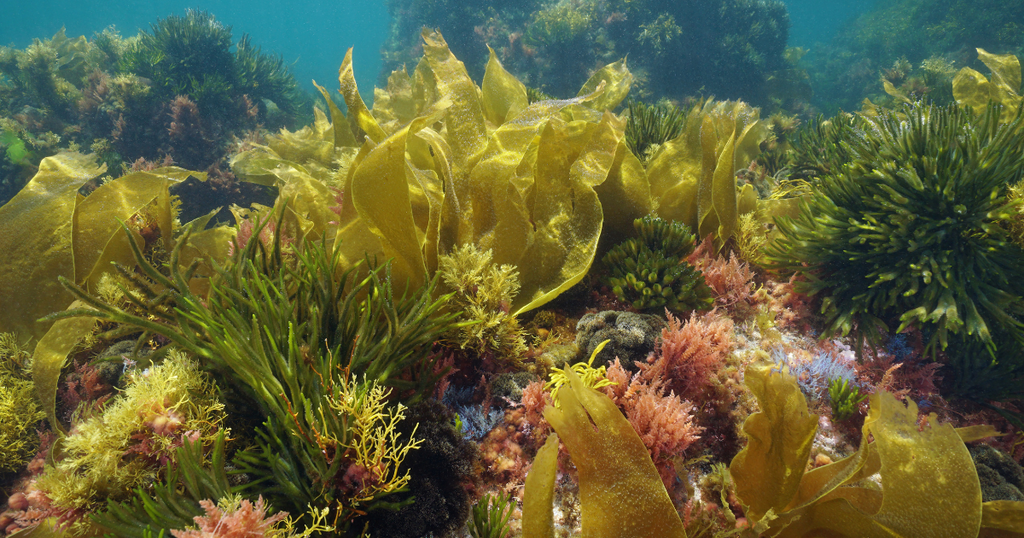 Gambe toniche e idratate con l’alga corallina: scopri come può aiutarti